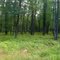 Fern Wood