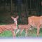 Doe and two fawns