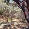 Dragoon Gulch Trail
