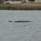 Lake Pflugerville, a little crowd