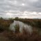 Lake Pflugerville, marsh
