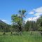 Buckner Orchard Corral