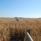 corn maze