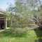 My Mesquite Tree