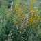 Wildflowers~Edinburg World Birding Center