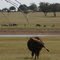 buffalo ballet