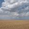 Wayside Texas_06-14-2008_Wayside Wheat_P1020365