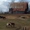 Horses, barn