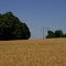 Carroll Co., TN wheat