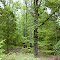 Woods, Lavinia, TN (2006)