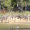 Turtles in Wolf Creek