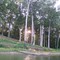 Sun Peeking Through the Trees