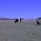 belted cows