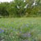 Greenbelt at Circle C Ranch