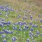 Bluebonnets
