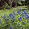 Bluebonnets, Austin, Texas, USA