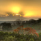 Red Oak at Sunrise, HDR