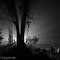 Stranger in the night