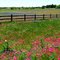 Texas Wildflowers