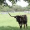 Texas Longhorn
