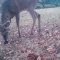 8 pt.