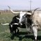Longhorns