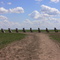 Cadillac Ranch, Amarillo, Texas Mai 2007