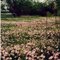 Evening Primrose