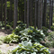 Angel Pine Nursery