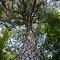 Up the Pine Tree