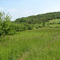 Calf Mountain Meadow in Late Spring