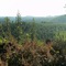 Forest View
