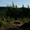 Forest Clearing
