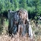 Forest Stump (not Gump)  :~}