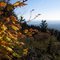 Vine Maple on Larch Mt