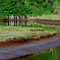 McAllister Creek, Nisqually National Wildlife Refuge