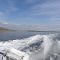 Going Whalewatching