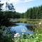 A Summer Pond
