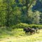 Farm Near the Stillaguamish River 2