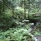 Roaming in rain infested forest area.WA