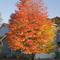 Fall