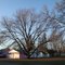 a very large, mature tree