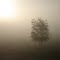 Foggy Fall morning in the tree farm