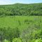 Penokee wetland