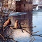"Old Mill Stream" a painting by Frank Mittelstadt