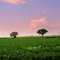 Lonely trees