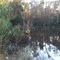 swamp