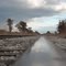 Rail in Kirtland's Warbler Habitat