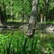 North Branch of Chicago River