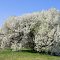 The Four Seasons: Spring